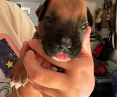 Fullblooded Boxer puppies