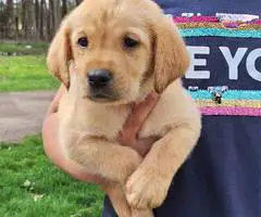 8 Yellow English Lab puppies for sale - 1
