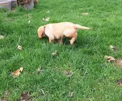 8 Yellow English Lab puppies for sale - 2