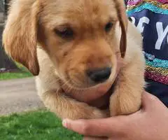 8 Yellow English Lab puppies for sale - 3