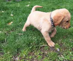 8 Yellow English Lab puppies for sale - 4