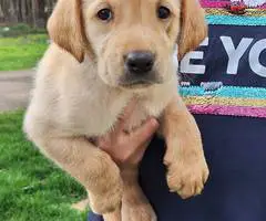 8 Yellow English Lab puppies for sale - 5