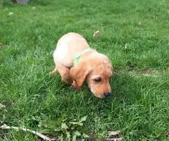 8 Yellow English Lab puppies for sale - 6