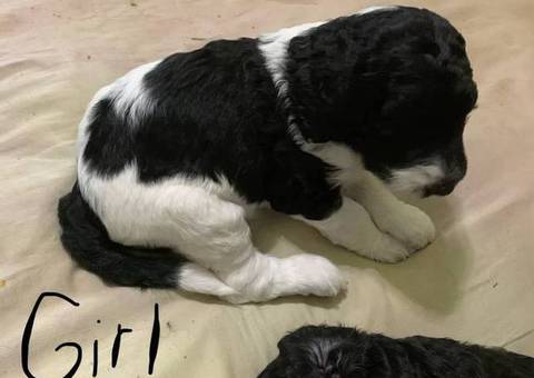 F1b goldendoodle puppies for sale