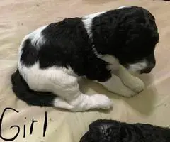 F1b goldendoodle puppies for sale - 1