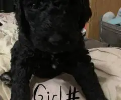 F1b goldendoodle puppies for sale - 5