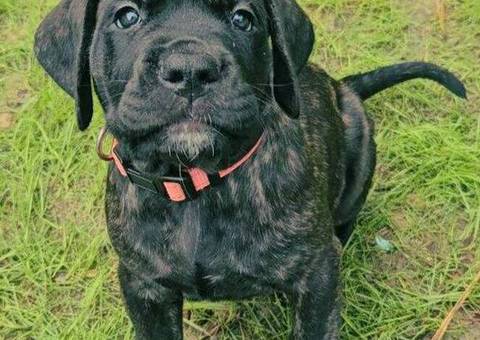 Brindle and apricot English Mastiff puppies for sale