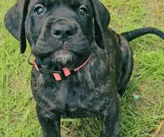 Brindle and apricot English Mastiff puppies for sale