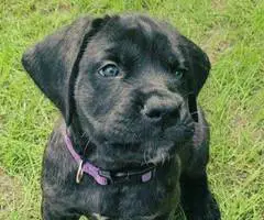 Brindle and apricot English Mastiff puppies for sale - 2
