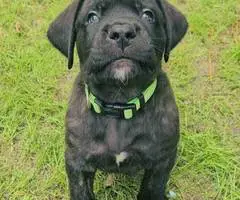 Brindle and apricot English Mastiff puppies for sale