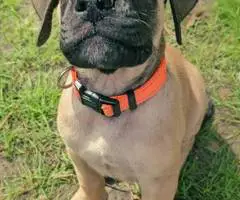 Brindle and apricot English Mastiff puppies for sale