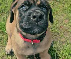 Brindle and apricot English Mastiff puppies for sale - 5