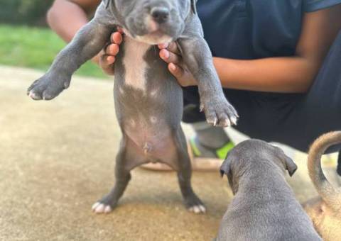 Tri-color Pitbulls for sale