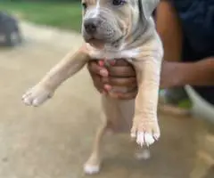 Tri-color Pitbulls for sale - 2