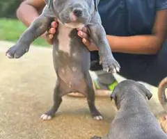 Tri-color Pitbulls for sale - 3