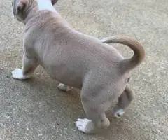 Tri-color Pitbulls for sale - 4