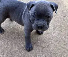 Tri-color Pitbulls for sale