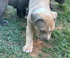 Tri-color Pitbulls for sale - 7