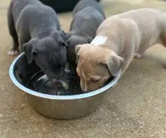 Tri-color Pitbulls for sale