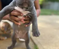 Tri-color Pitbulls for sale - 9