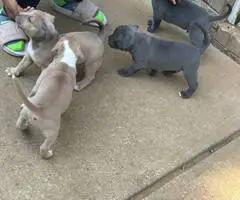 Tri-color Pitbulls for sale