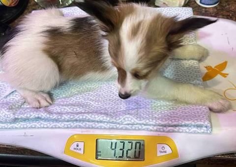 4 male Papillon puppies for sale