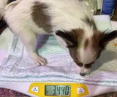 4 male Papillon puppies for sale