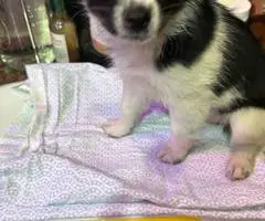 4 male Papillon puppies for sale - 3