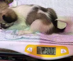 4 male Papillon puppies for sale