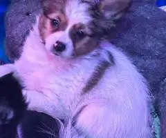 4 male Papillon puppies for sale - 5