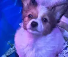 4 male Papillon puppies for sale