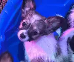 4 male Papillon puppies for sale