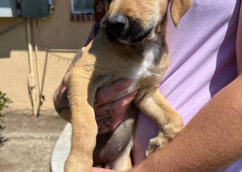 5 Pit bull mix puppies