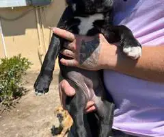 5 Pit bull mix puppies