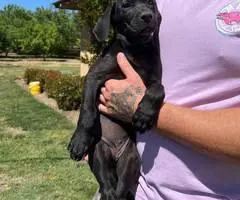 5 Pit bull mix puppies