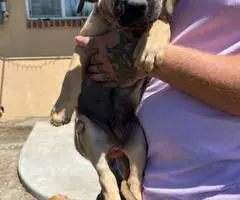 5 Pit bull mix puppies