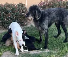 5 Pit bull mix puppies