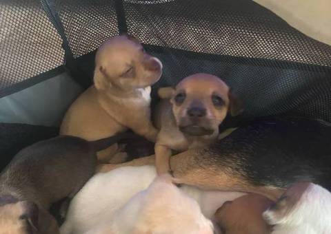 Small Jackabee puppies for sale