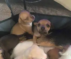 Small Jackabee puppies for sale