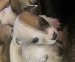 Small Jackabee puppies for sale - 7