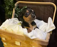 2024 CHIWEENIE PUPPIES FOR SALE