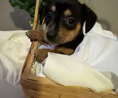 2024 CHIWEENIE PUPPIES FOR SALE