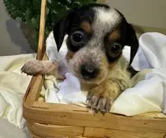 2024 CHIWEENIE PUPPIES FOR SALE