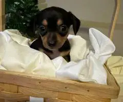 2024 CHIWEENIE PUPPIES FOR SALE - 4