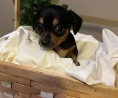 2024 CHIWEENIE PUPPIES FOR SALE - 5