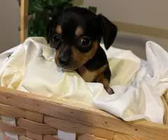 2024 CHIWEENIE PUPPIES FOR SALE