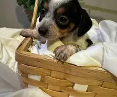 2024 CHIWEENIE PUPPIES FOR SALE