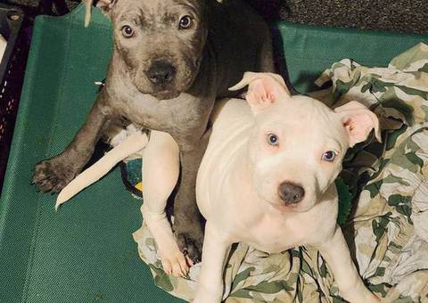 5 little Pitt puppies for adoption