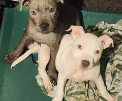5 little Pitt puppies for adoption
