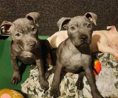 5 little Pitt puppies for adoption - 2
